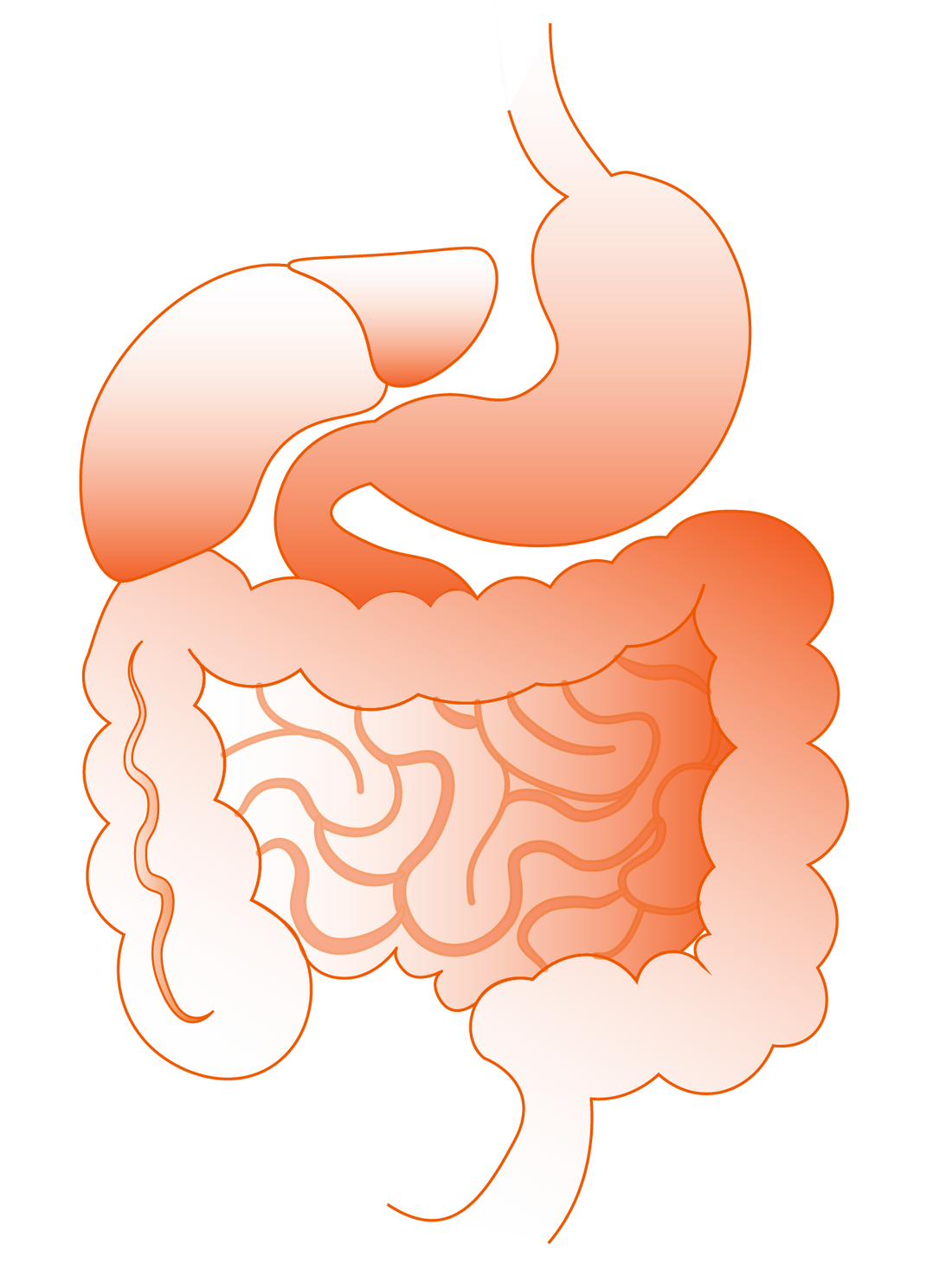 Bioavailability is the future of supplements